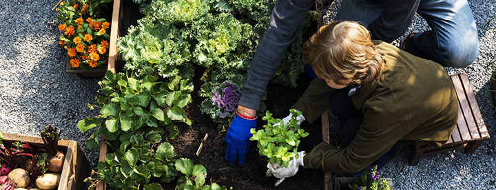 child gardening with adult