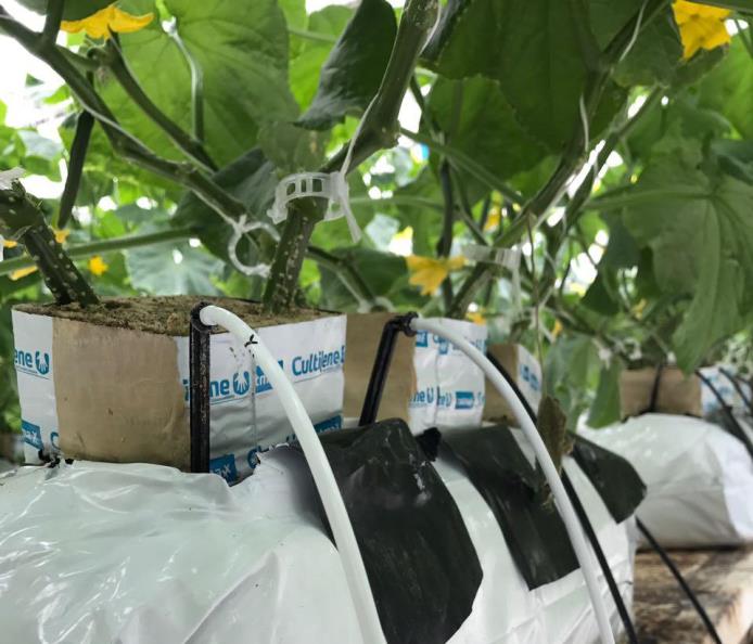 Greenhouse Irrigation Systems