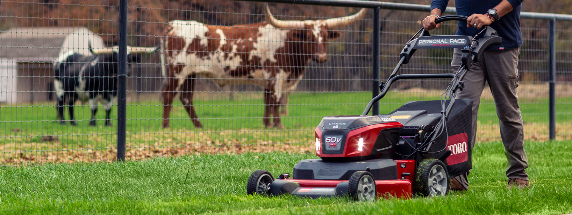 Image d'un homme qui tond de l'herbe devant une clôture avec des vaches en arrière-plan