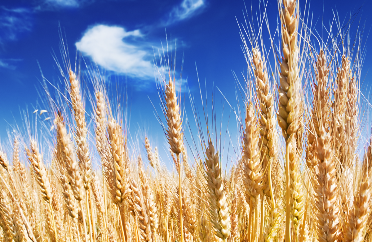 Зерновые культуры. Пшеница 2 класса. Alchemy 2 пшеница. Пшеница саратов. Колосья пшеницы.