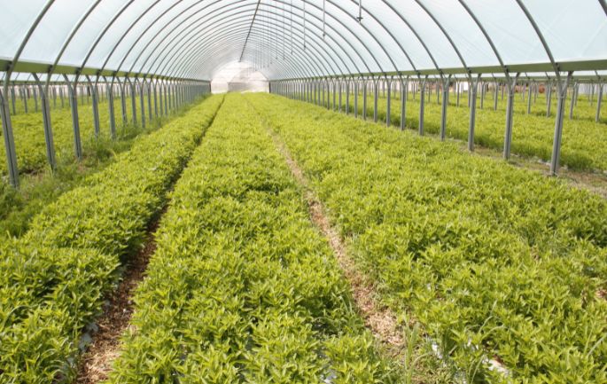 toro ag lucchini project